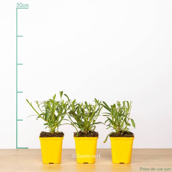 Gaura 'Short Form' lot de 3 - Image 1