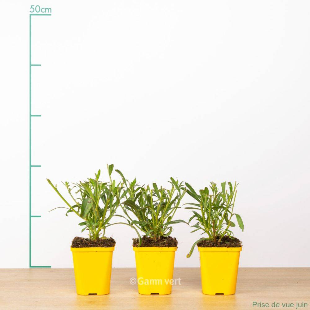 Gaura 'Short Form' lot de 3 - Image 1