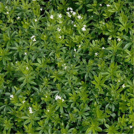 Gaillet odorant ou Aspérule - Asperula odorata