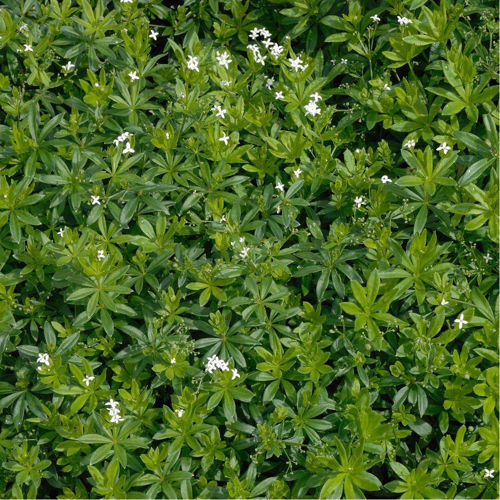 Gaillet odorant ou Aspérule - Asperula odorata