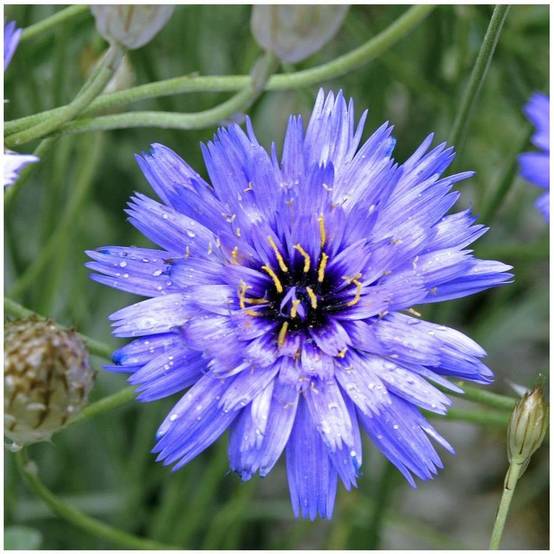 Catananche caerulea lot de 3