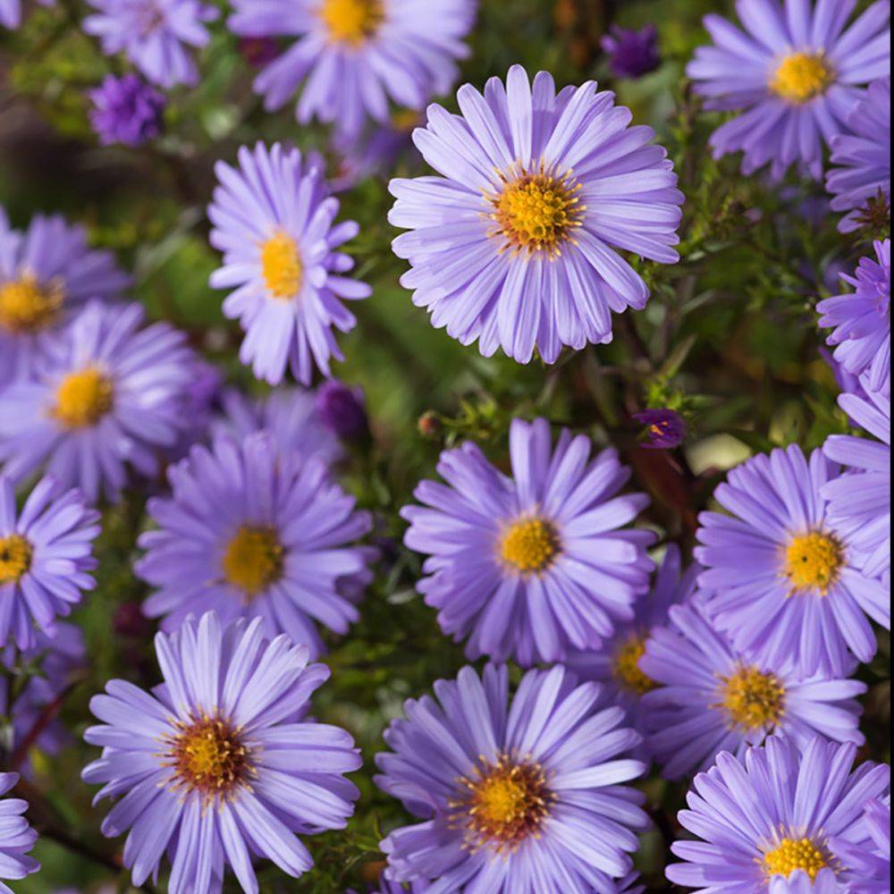 Aster nain d'automne bleu 'Lady in Blue' lot de 3 - Image 2