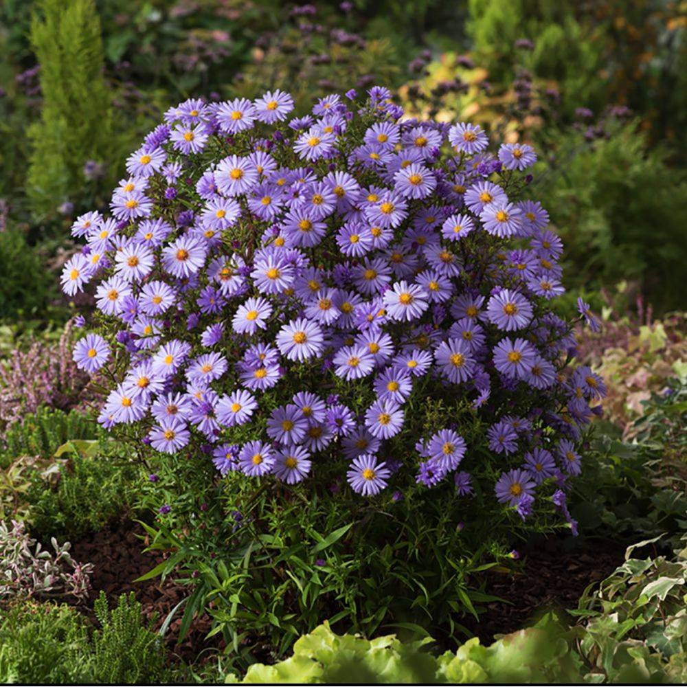Aster nain d'automne bleu 'Lady in Blue' lot de 3 - Image 1