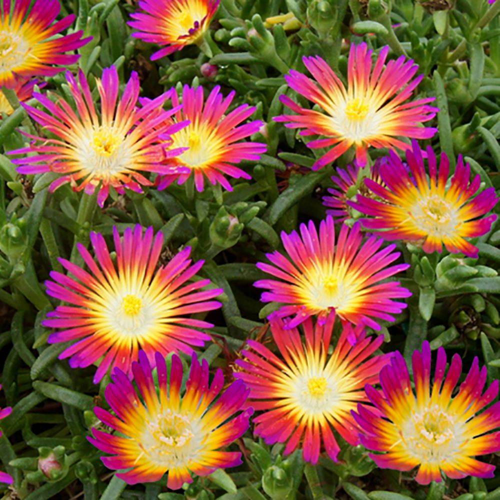 Delosperma WoW Hotpink Wonder ® lot de 3