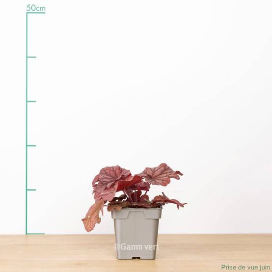 Heuchère 'Berry Smoothie'® - Image 2