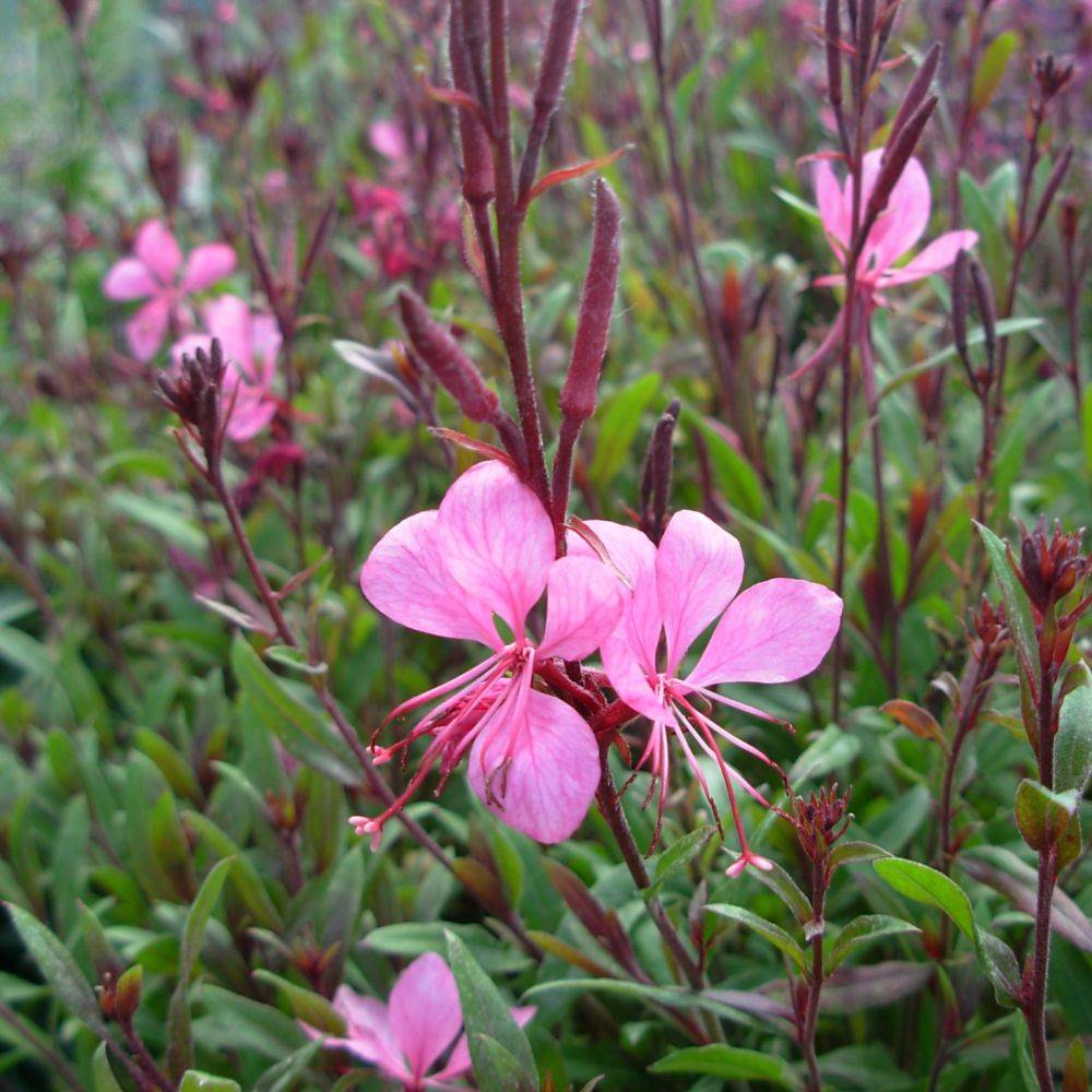 Gaura lindheimeri 'Siskiyou Pink' lot de 3 - Image 2