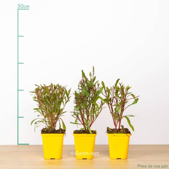 Gaura lindheimeri 'Siskiyou Pink' lot de 3 - Image 3