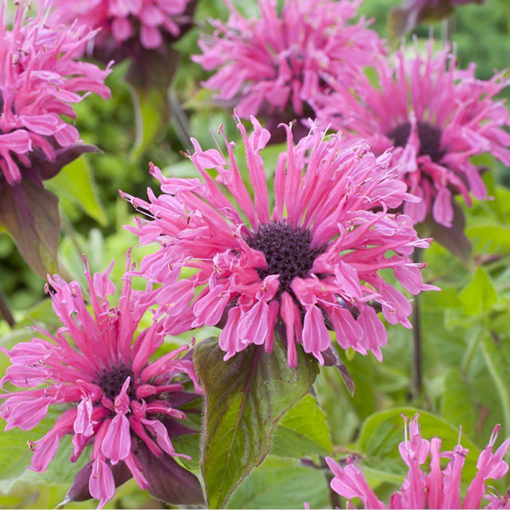 Monarde Pink Lace - Monarda