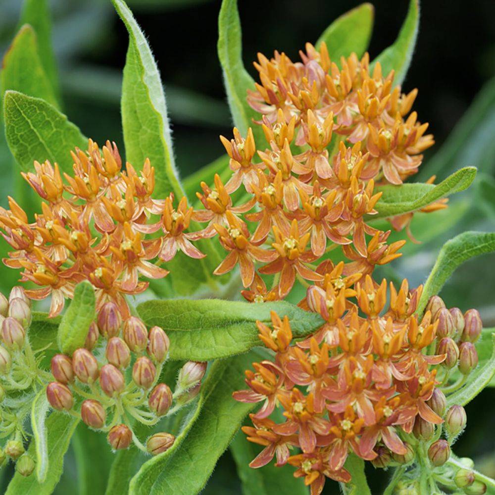 Asclepias tuberosa - Image 4