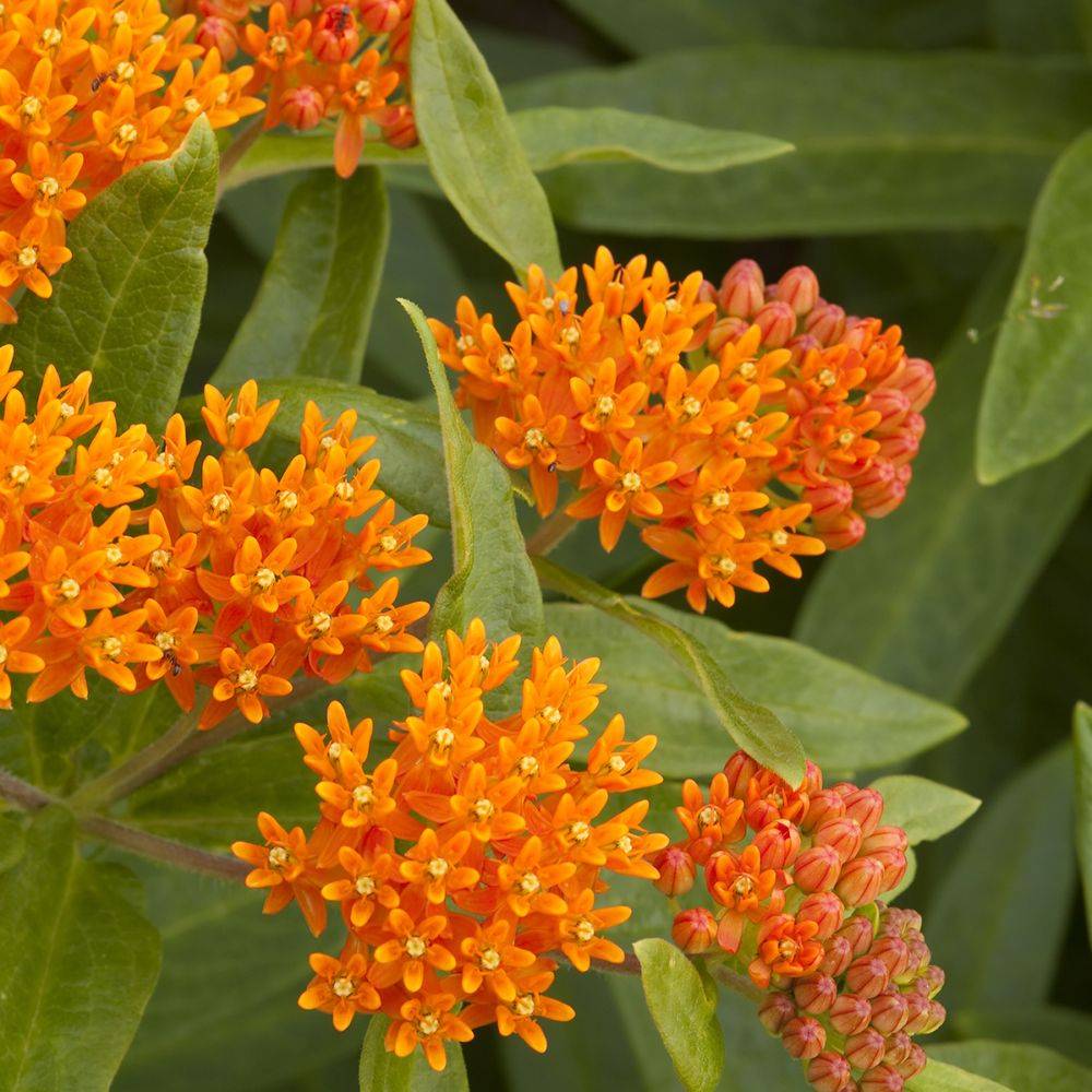Asclepias tuberosa - Image 2