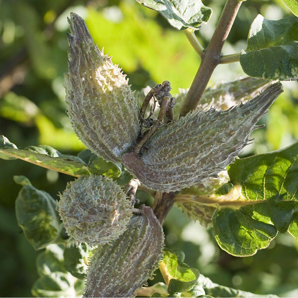 Asclepias tuberosa - Image 1