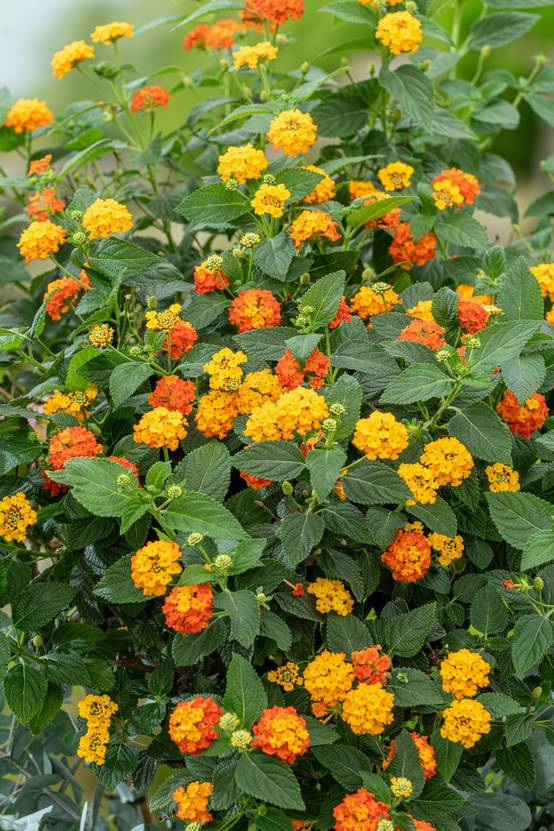 Lantana camara - Lantanier