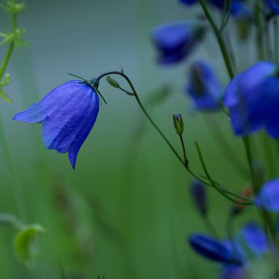 Campanule 'Jelly Bells'