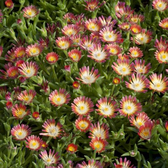 Delosperma jewel of desert garnet - Image 3