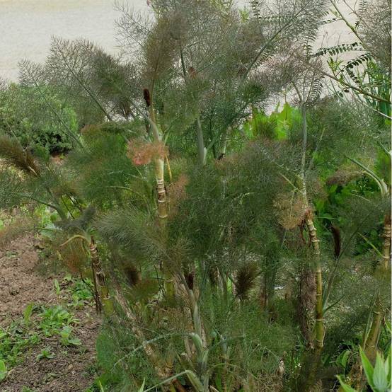 Fenouil bronze - Image 2