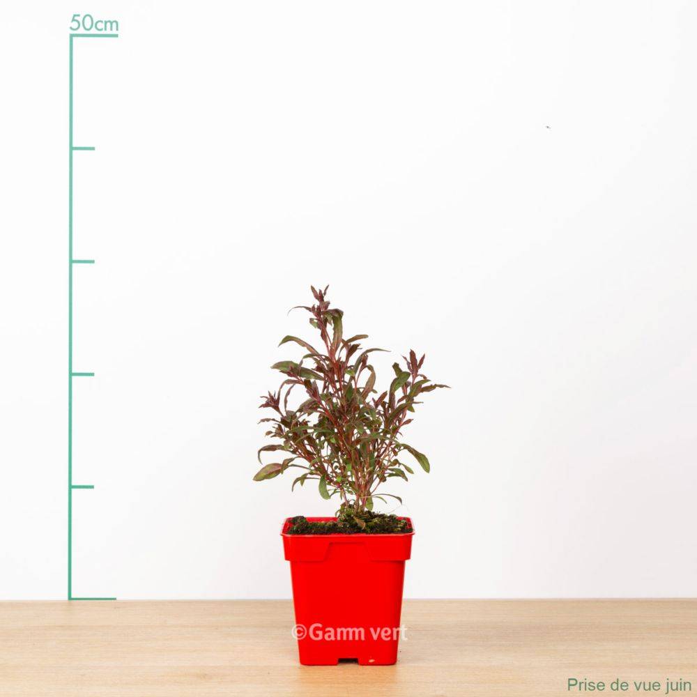 Gaura lindheimeri gaudi red ® - Image 1