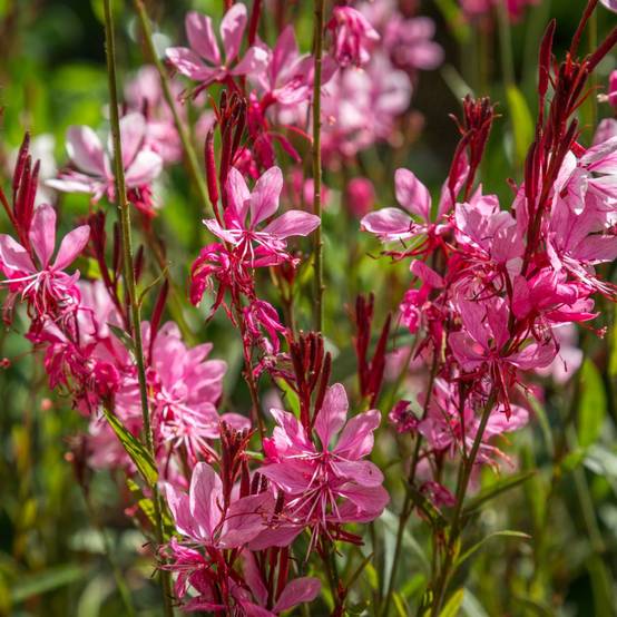 Gaura lindheimeri gaudi red ® - Image 2