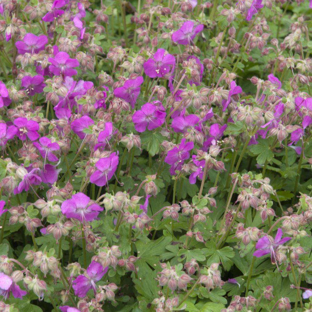 Géranium vivace 'Crystal Rose' - Image 1