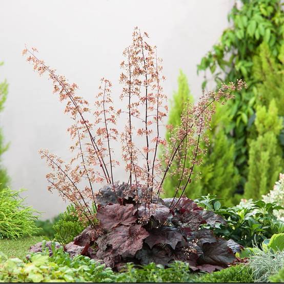 Heuchera micrantha palace purple lot de 3 - Image 1
