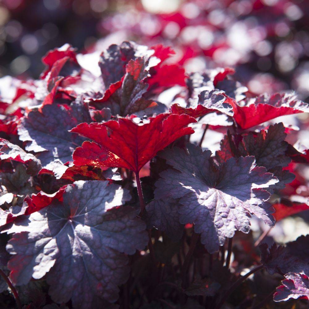 Heuchera micrantha palace purple lot de 3 - Image 5