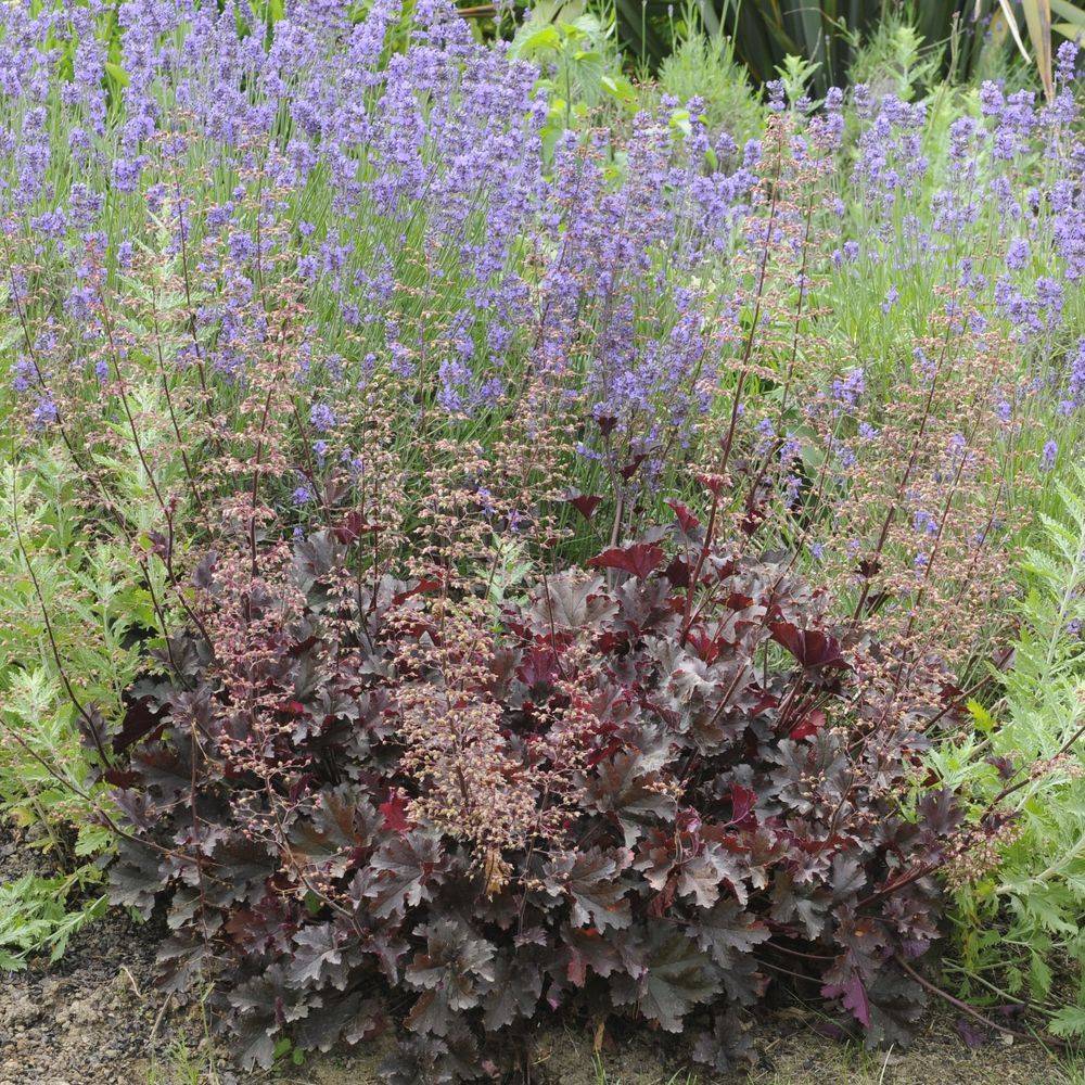 Heuchera micrantha palace purple lot de 3 - Image 4