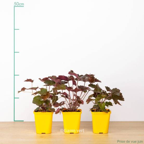 Heuchera micrantha palace purple lot de 3 - Image 3