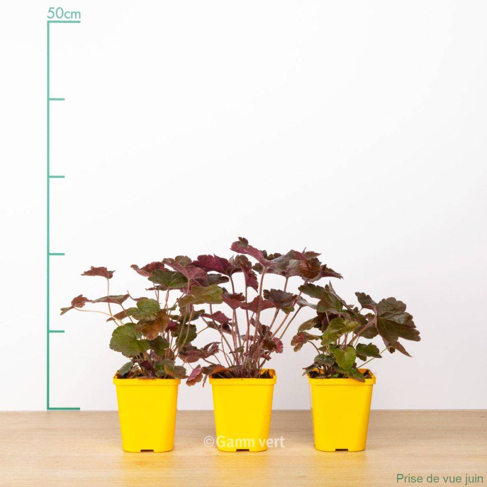 Heuchera micrantha palace purple lot de 3 - Image 3