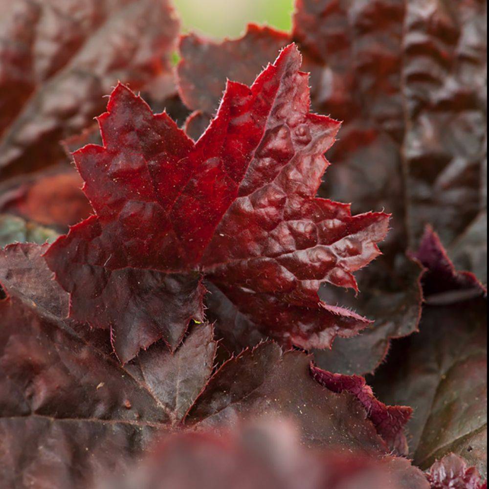 Heuchera micrantha palace purple lot de 3 - Image 2