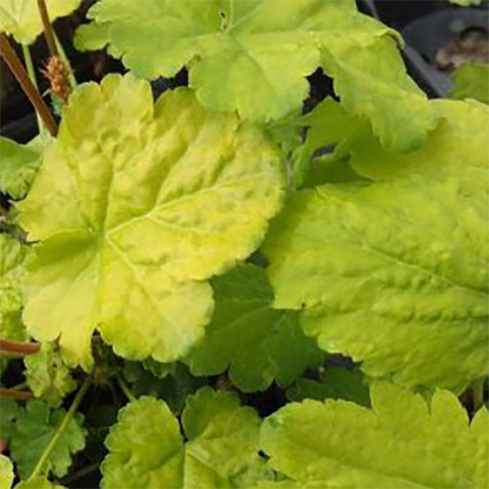 Heuchère Little Cutie® Sweet Tart - Heuchera