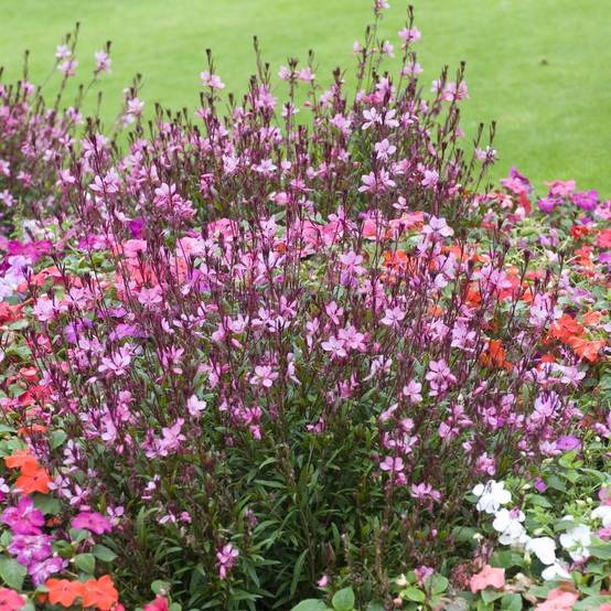 Gaura lindheimeri siskyou pink - Image 2
