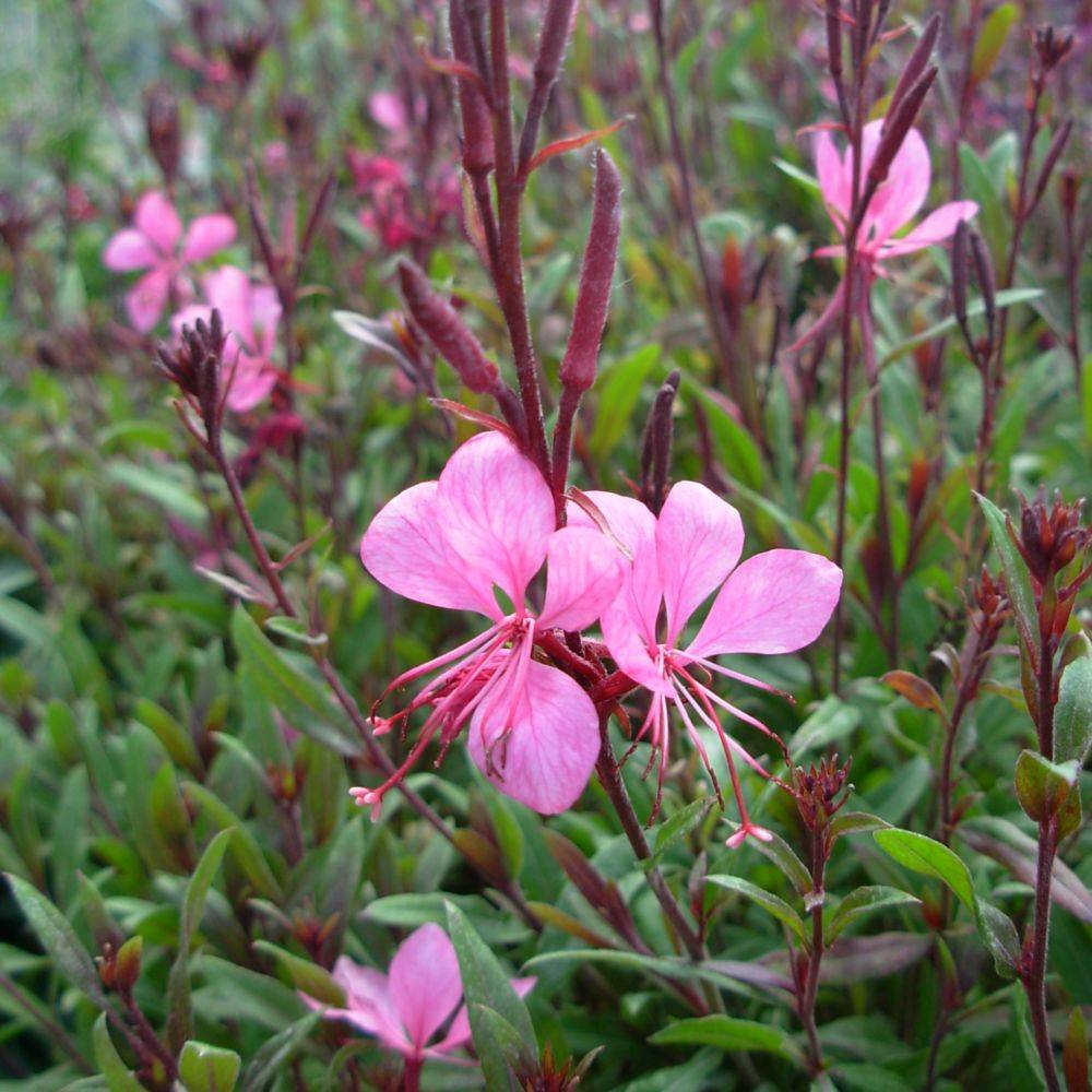 Gaura lindheimeri siskyou pink - Image 3