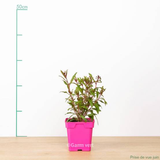 Gaura lindheimeri siskyou pink - Image 1
