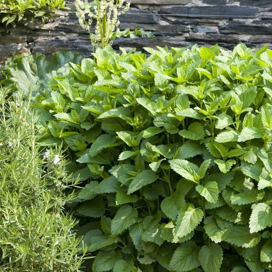 Menthe fraise lot de 3 - Image 2