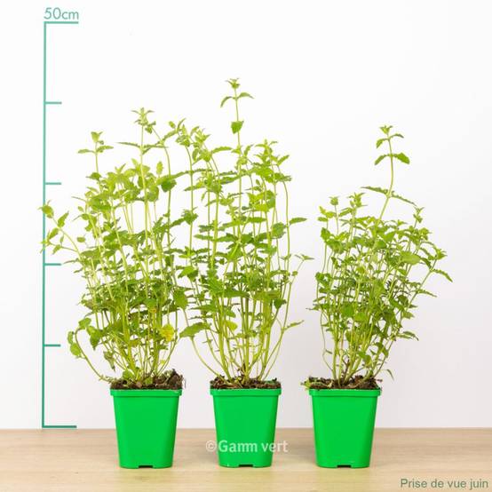 Menthe fraise lot de 3 - Image 1