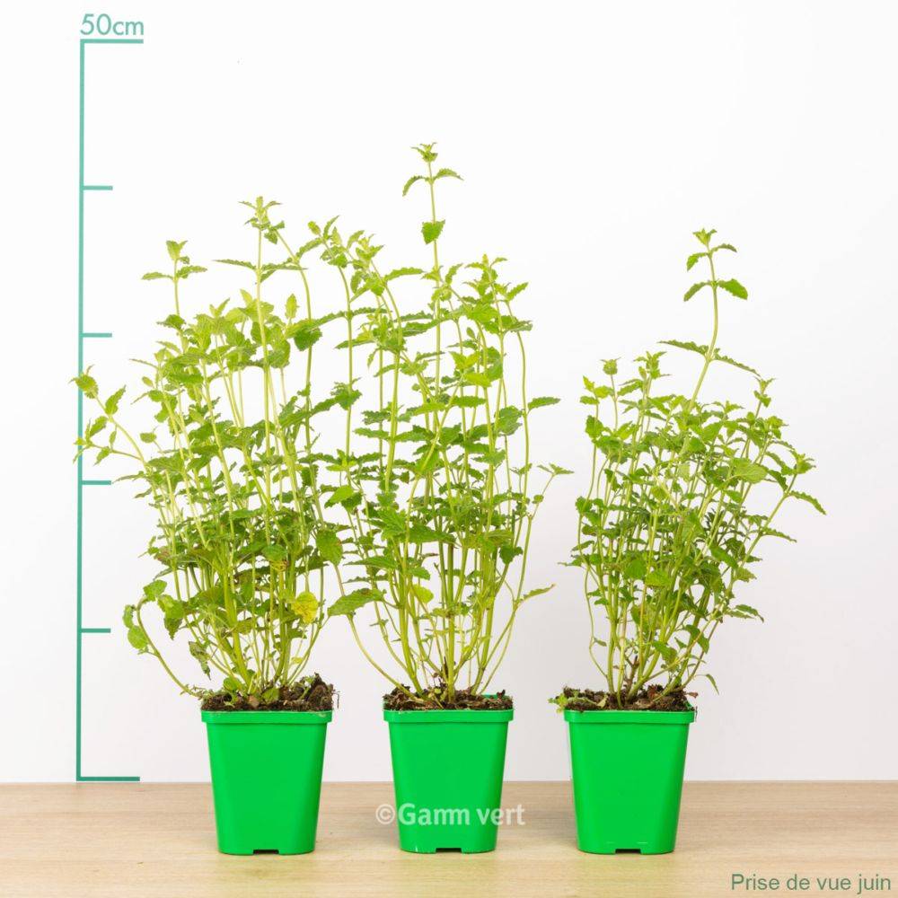 Menthe fraise lot de 3 - Image 1