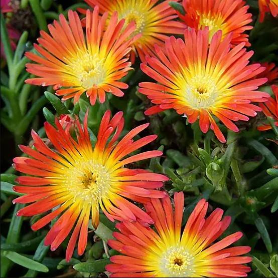 Delosperma WoW Fire Wonder ® lot de 3 - Image 1