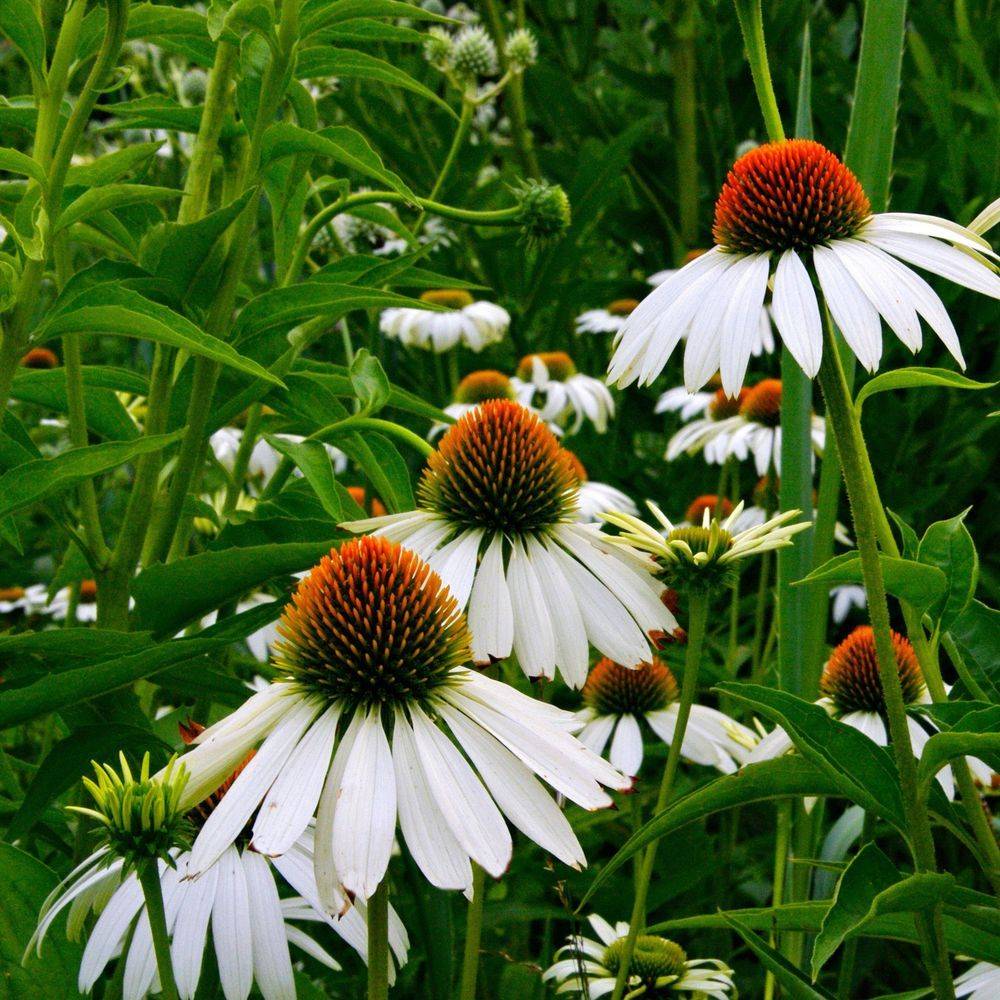 Echinacea purpurea white swan