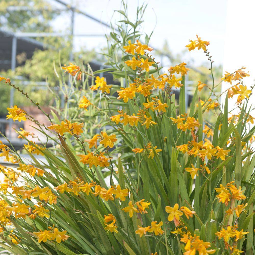 Crocosmia masonorum georges davidson lot de 3