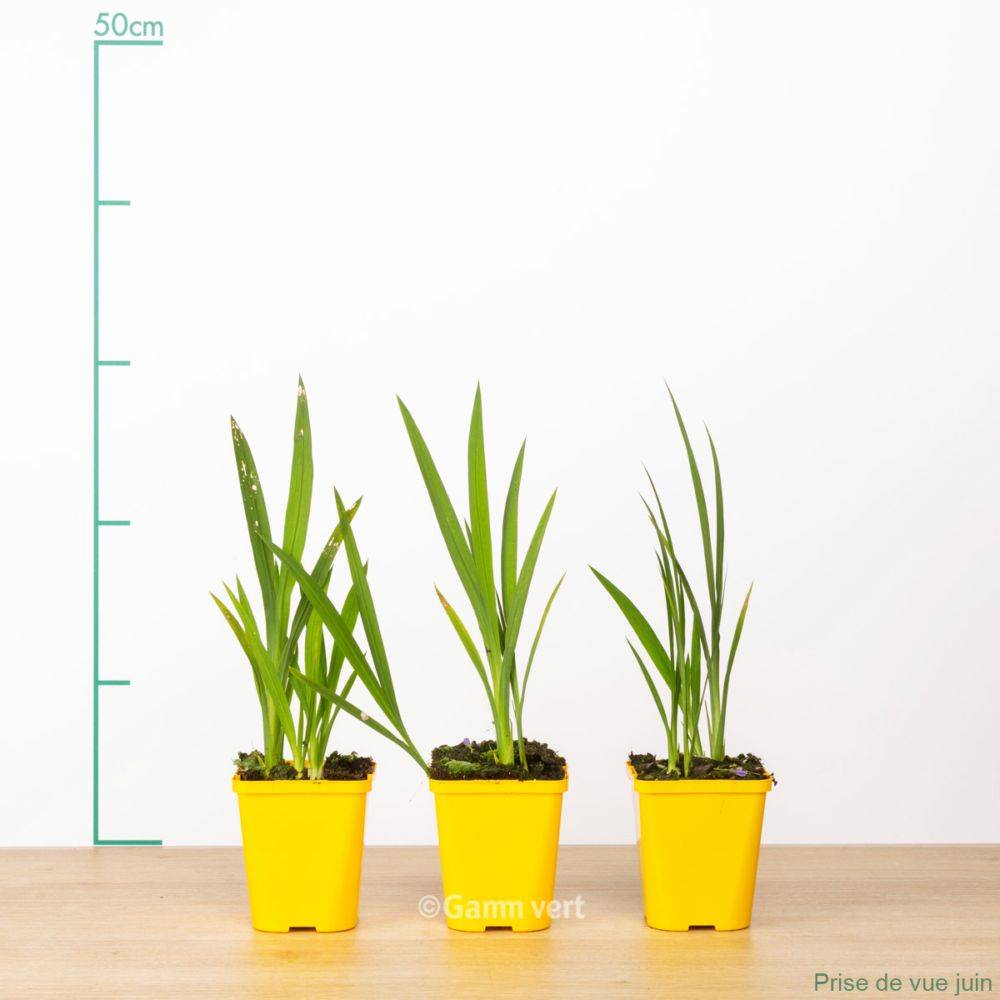 Crocosmia masonorum georges davidson lot de 3 - Image 3