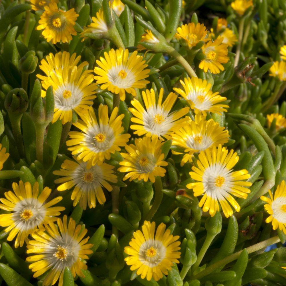 Delosperma jewel of desert peridott - Image 1