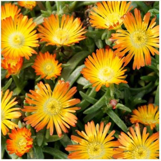Delosperma WoW Orange Wonder ® lot de 3 - Image 1
