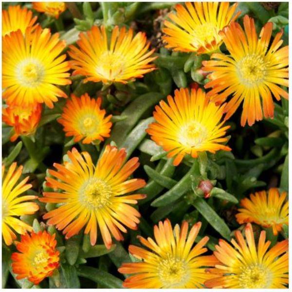 Delosperma WoW Orange Wonder ® lot de 3 - Image 1