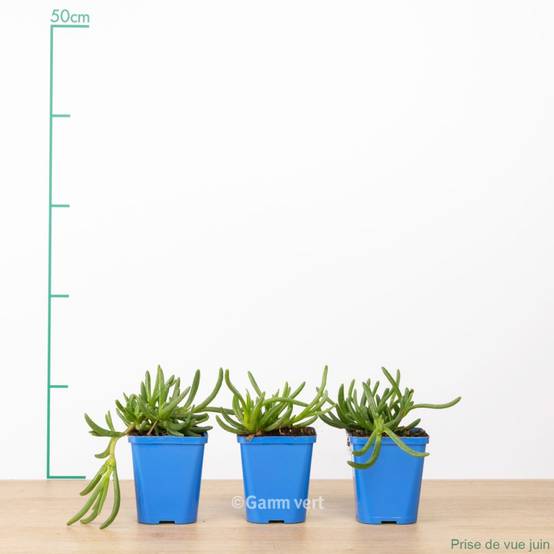 Delosperma WoW Orange Wonder ® lot de 3 - Image 2