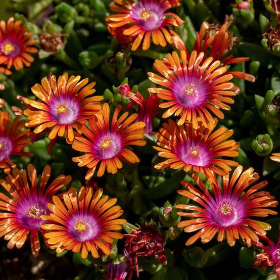 Delosperma Fire Spinner lot de 3 - Image 2