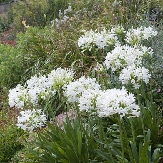 Agapanthe blanche