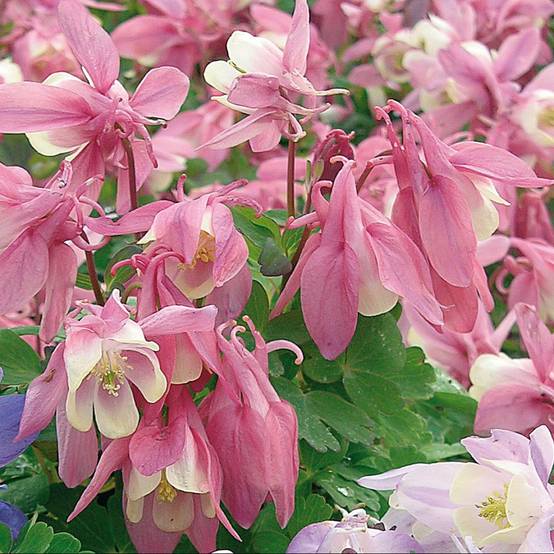Ancolie rose et blanc 'Spring Magic'