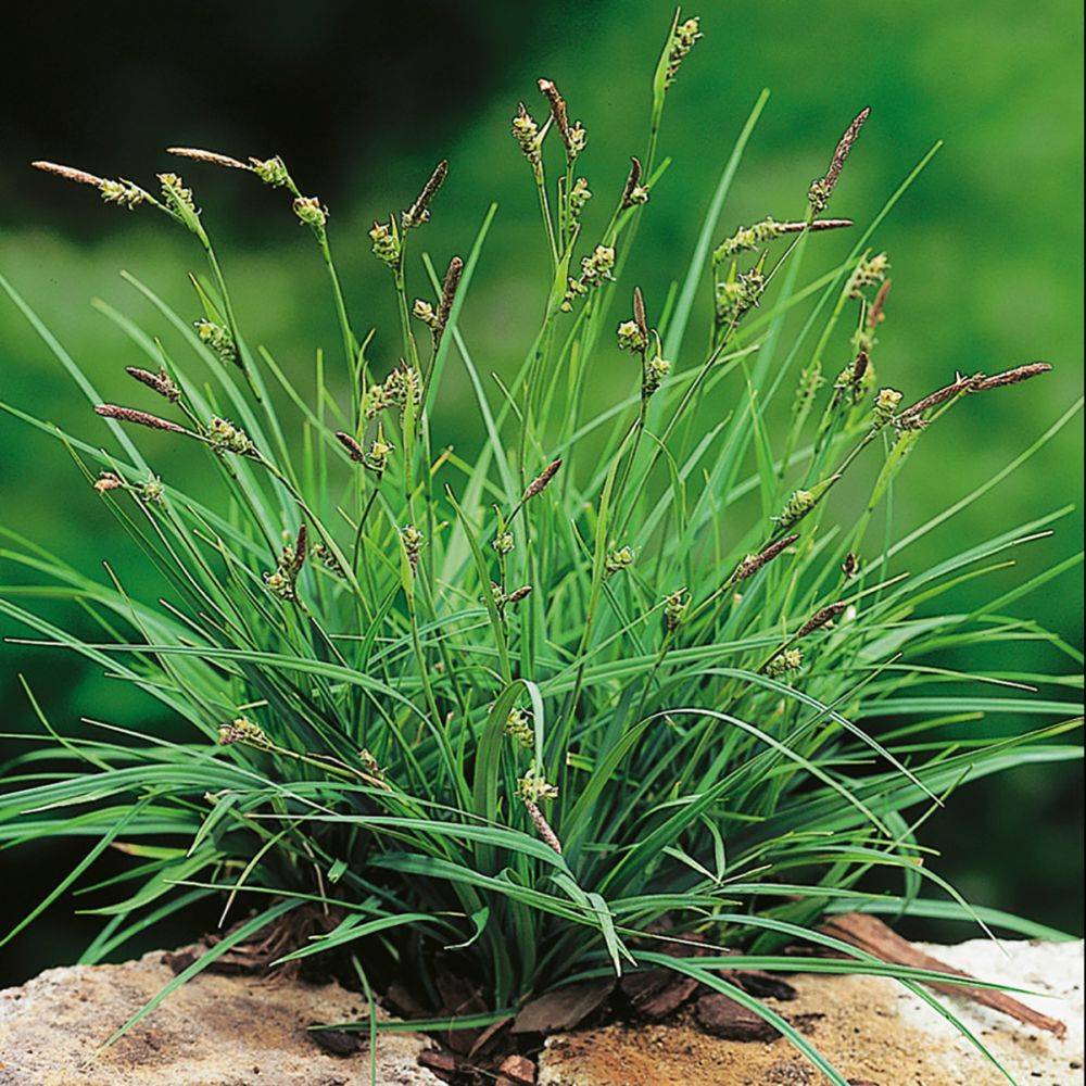 Graminée - Carex panicea