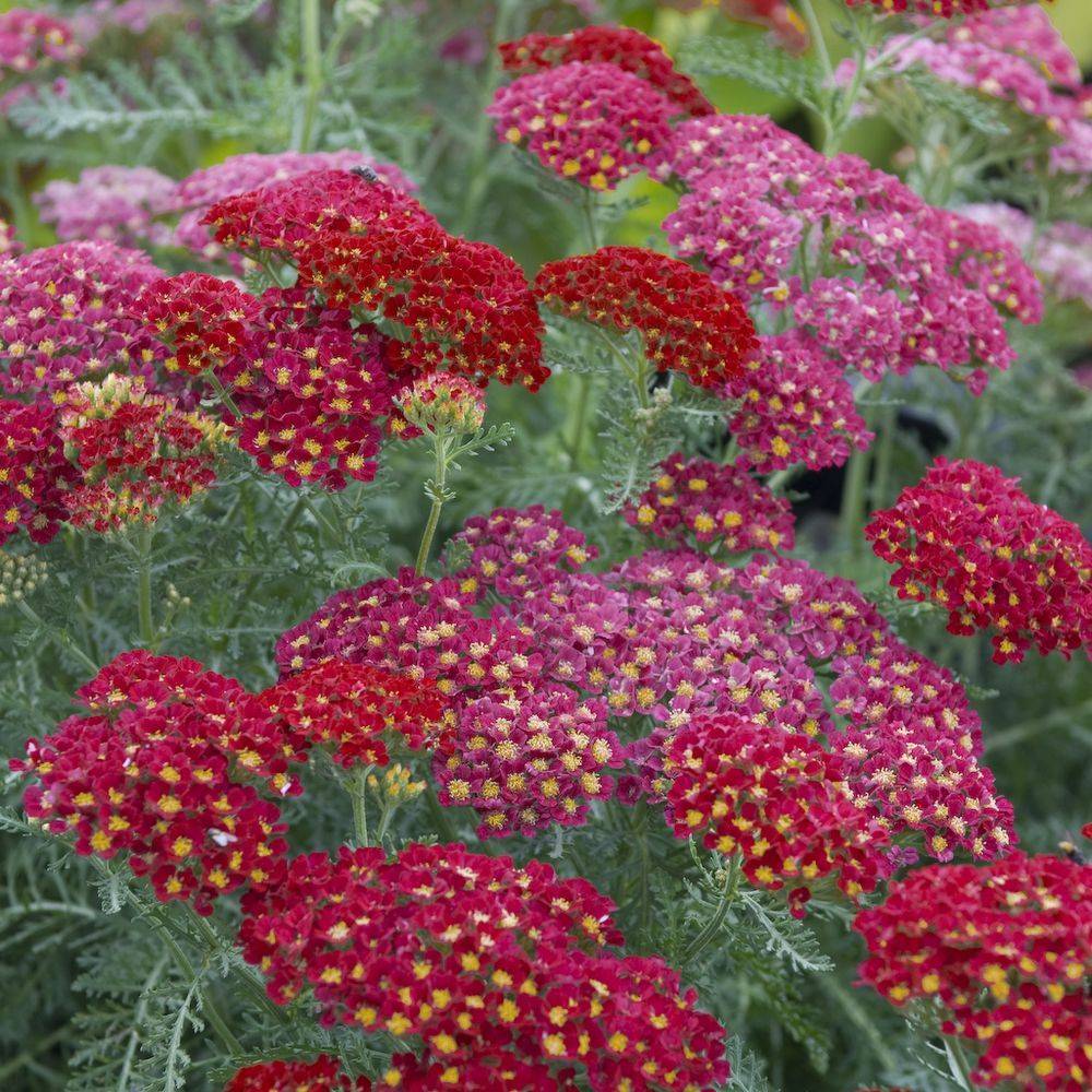 Achillée 'Paprika' ou 'Fanal' lot de 3 - Image 1