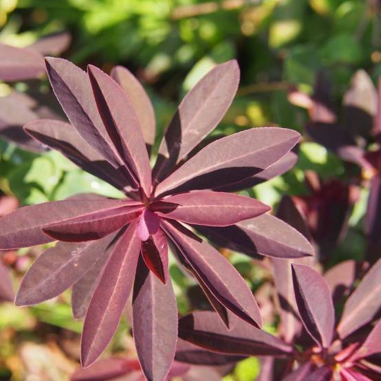Euphorbia efantia - Image 2