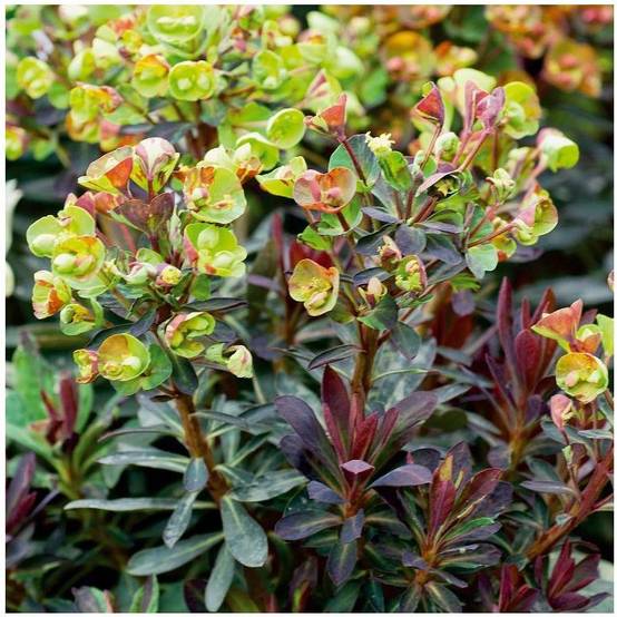 Euphorbia efantia - Image 1